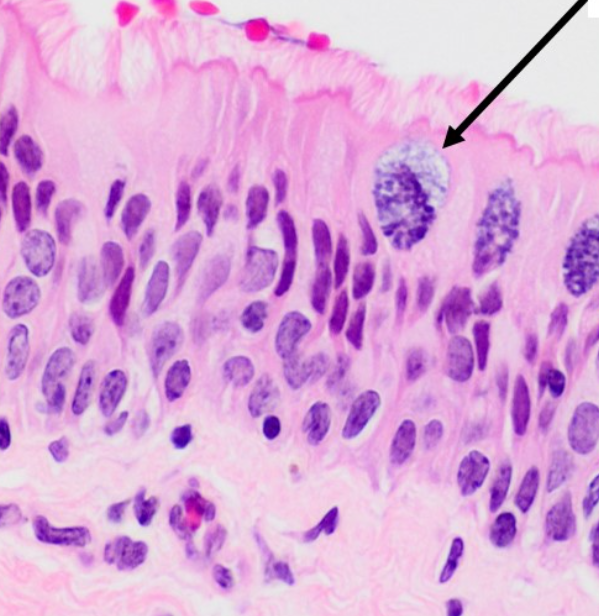 <p>ID the structure</p>