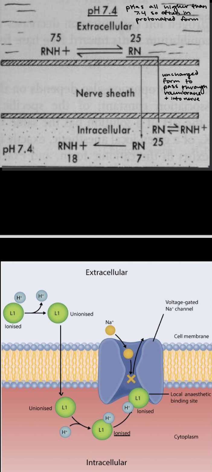<p>Both uncharged and charged forms are required for action</p>