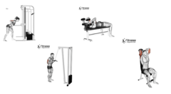 <p>What are the exercises for the triceps and anconeus?</p>