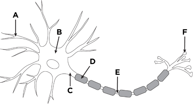 <p>C</p>