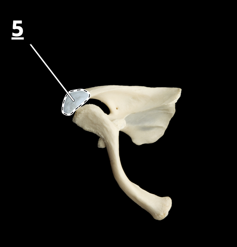 <p>5</p>