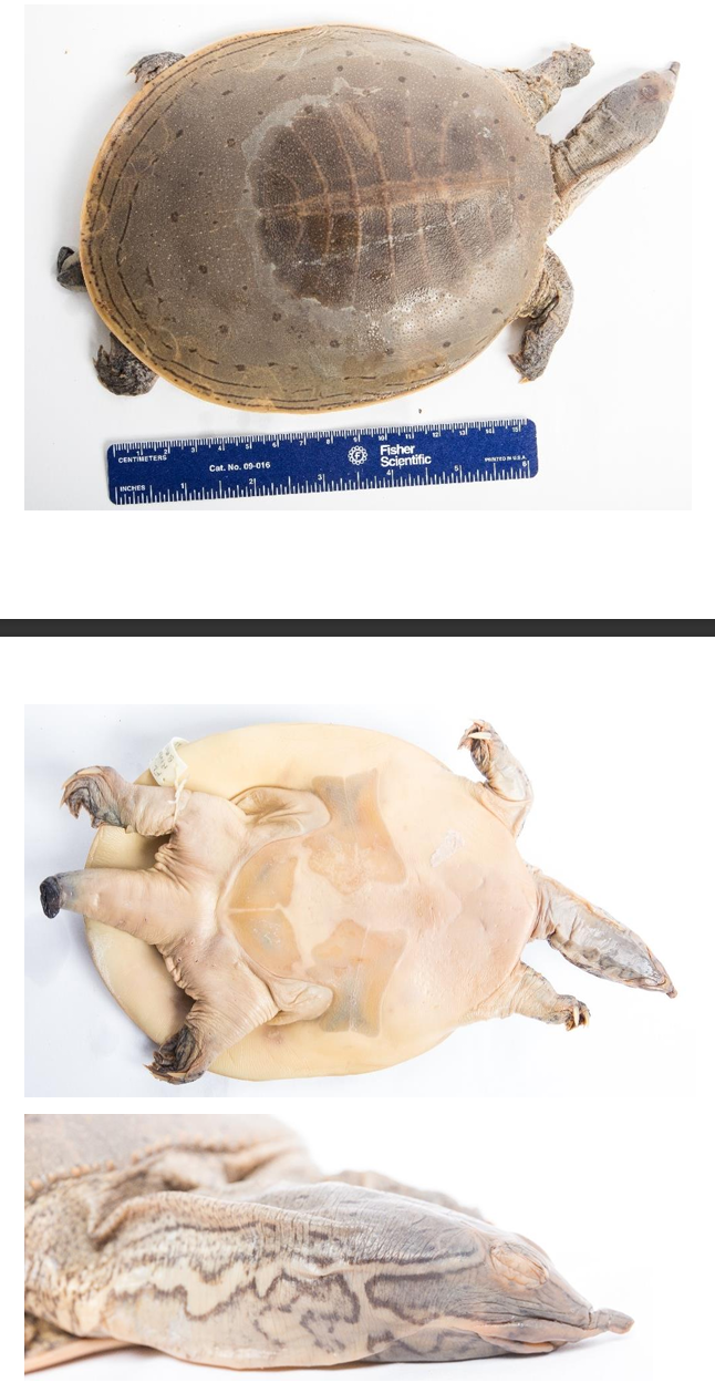 <p>Spiny Softshell order & suborder</p>