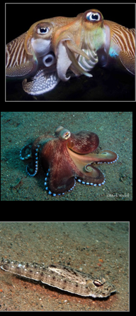 <p>Which phylum and class do these belong to</p>
