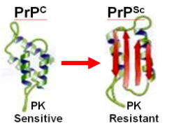 <p>normal form of prion protein, membrane associated, made of alpha helicies</p>