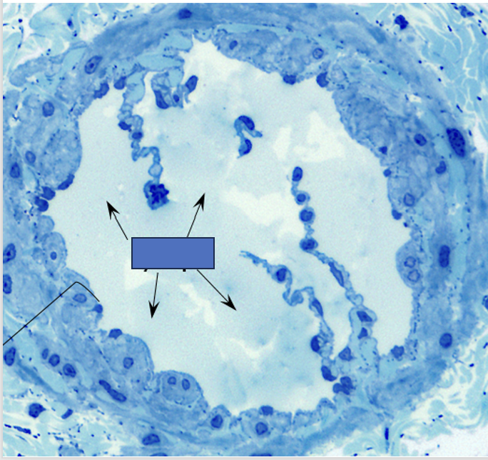 term image