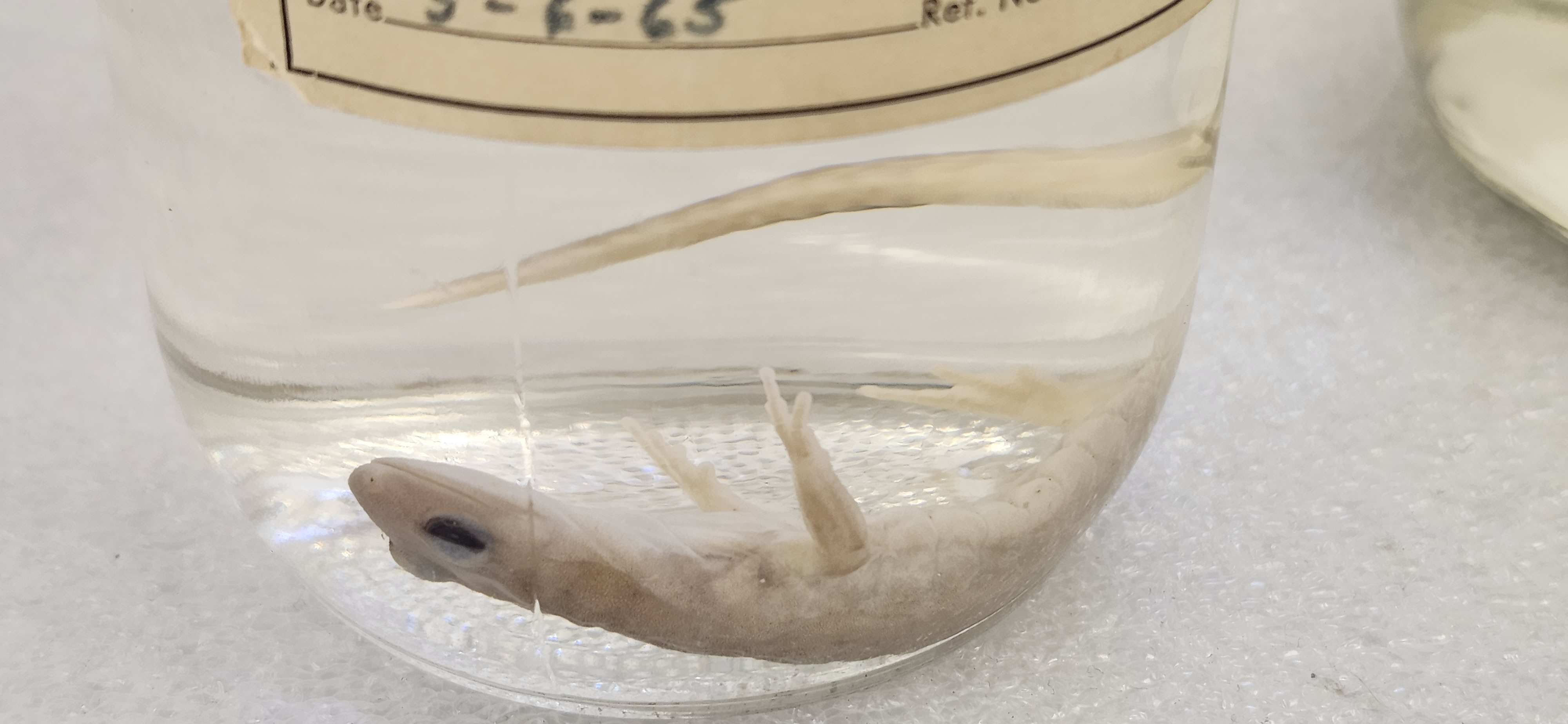 <p>What is the phylum, class, order and common name?</p>