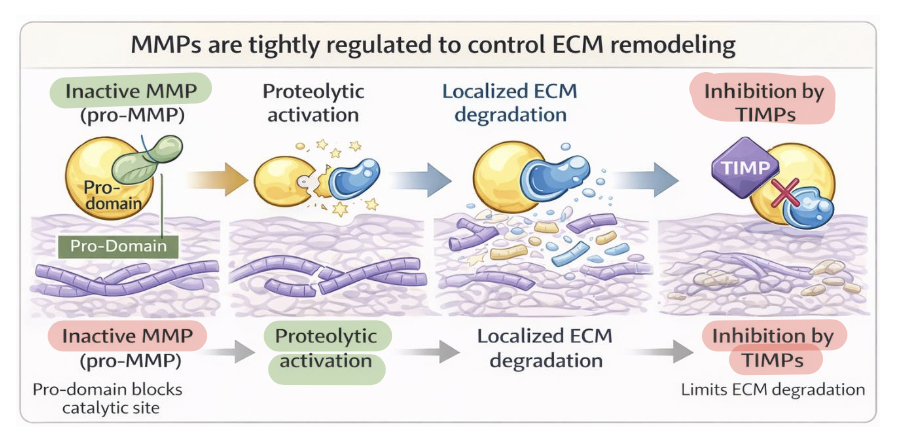 <p>MMP activity reflects a balance between activation and inhibition </p><ul><li><p>synthesized as inactive zymogens (pro-MMPs) </p><ul><li><p>pro-domain blocks the catalytic site to prevent premature ECM degradation </p></li></ul></li><li><p><span style="color: rgb(88, 229, 104);"><strong><u>activation</u></strong></span> → by <span style="color: rgb(77, 184, 237);"><strong><em>proteolytic cleavage</em></strong></span> or conformational change </p></li><li><p><span style="color: rgb(255, 121, 121);"><strong><u>inhibition</u></strong></span> →  by <span style="color: rgb(189, 119, 246);"><strong><em>TIMPs</em></strong></span>, bind active MMPs to limit proteolysis and maintain ECM balance </p></li></ul><p></p>