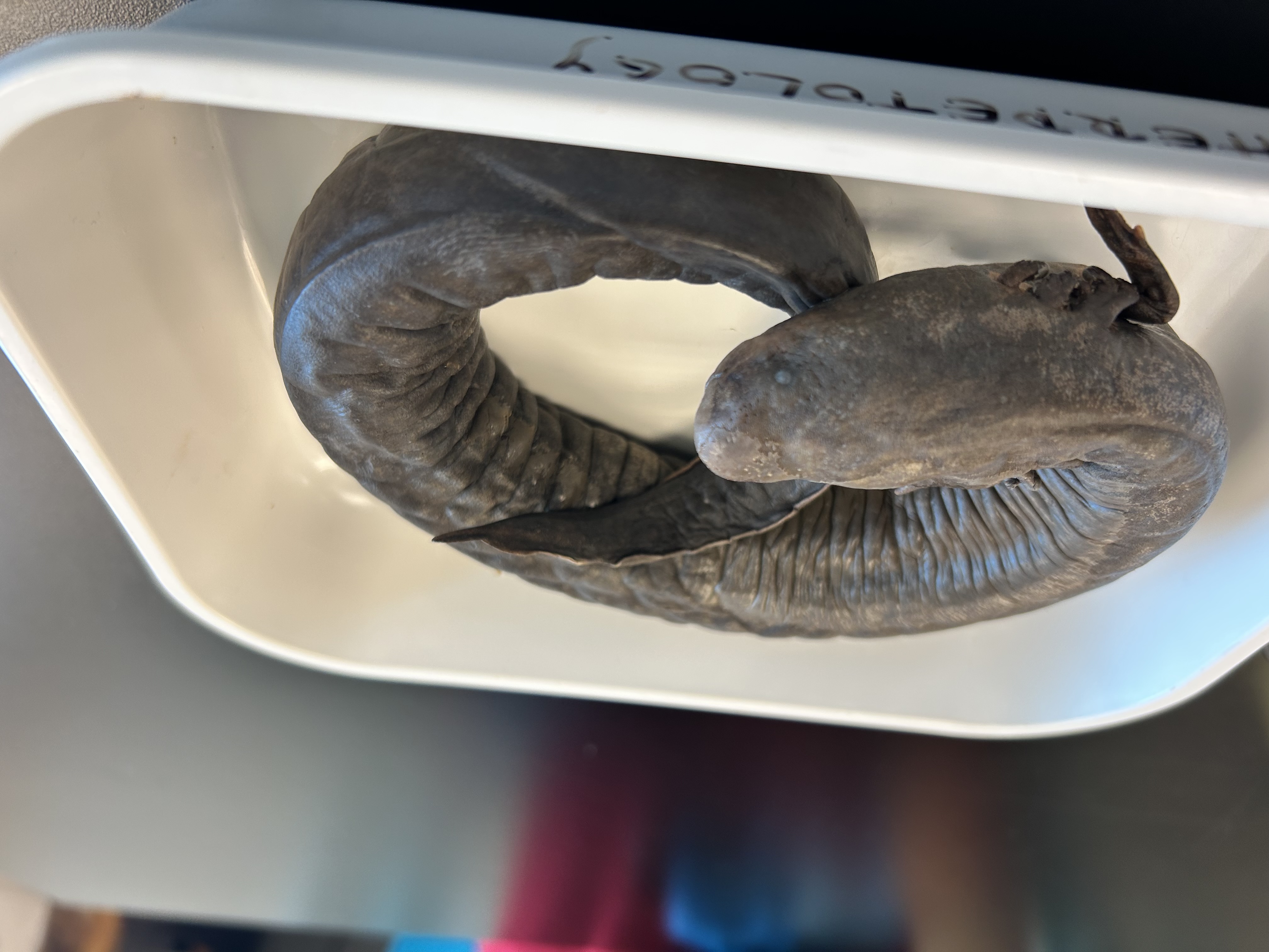 <p>>36 coastal grooves</p><p>-dull pointed tip</p><p>-1/3, 2/3 body to tail</p>