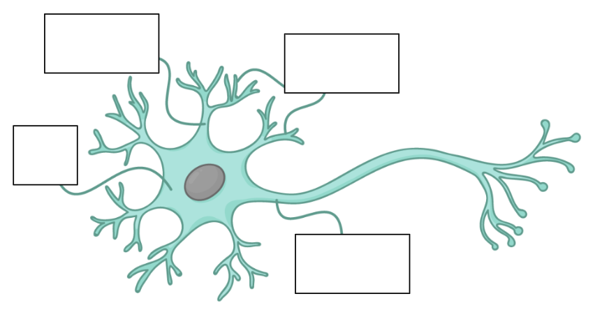 <p>give and explain the features of this neurone:</p>