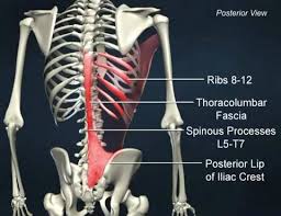 <p>Iliac Crest, Thoracolumbar Aponeurosis, Spinous Process of T7-T12</p>