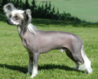 <p>welk type hond is dit</p>