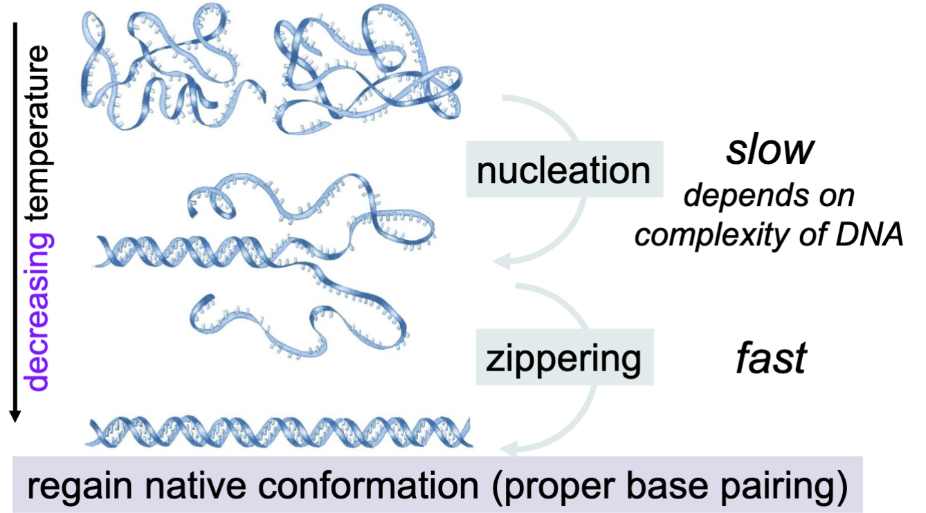 <ol><li><p>As temperature decreases, the coils of ssDNA undergo nucleation, which partially renatures the DNA (some ss, some ds) in a slow process</p><p>Complex (genomic) DNA is unable to undergo nucleation</p></li><li><p>As temperature continues to decrease, the nucleated ssDNA is able to very quickly undergo zippering of its bases, allowing the DNA to renature completely to its native conformation</p></li></ol><p></p>