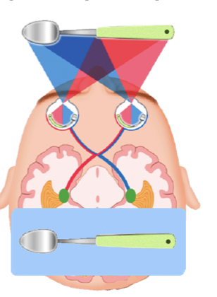 <p>The optic nerve from the left eye connects to the right side and vice versa</p><p>So your brain sees everything reversed and switches them again</p>