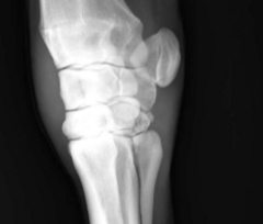 <p>Which radiographic view is this?</p>