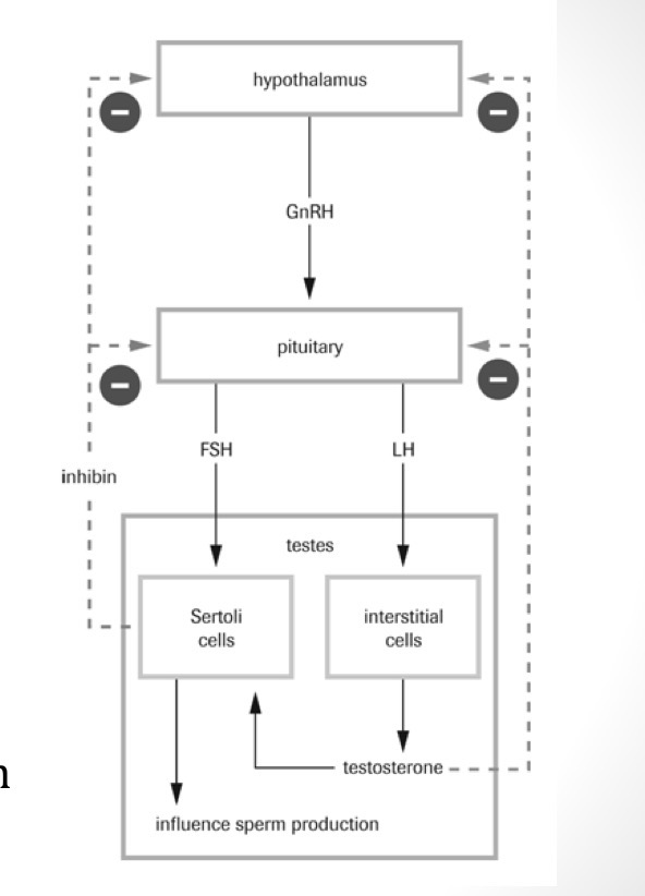 <p>Sertoli cell inhibin (hormone) negatively feeds back to hypothalamus and anterior pituitary in males to inhibit sperm production</p>