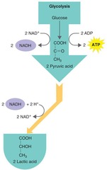 <p>Aerobic respiration requires oxygen, while anaerobic respiration does not.</p>