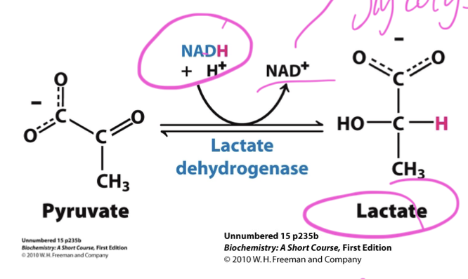 <p>uses NADH made in glycolysis in the cytoplasm to replenishing NAD+ for glycolysis to continue.</p><ul><li><p>Lactate can be used by liver cells in GNG.</p></li></ul><p></p>