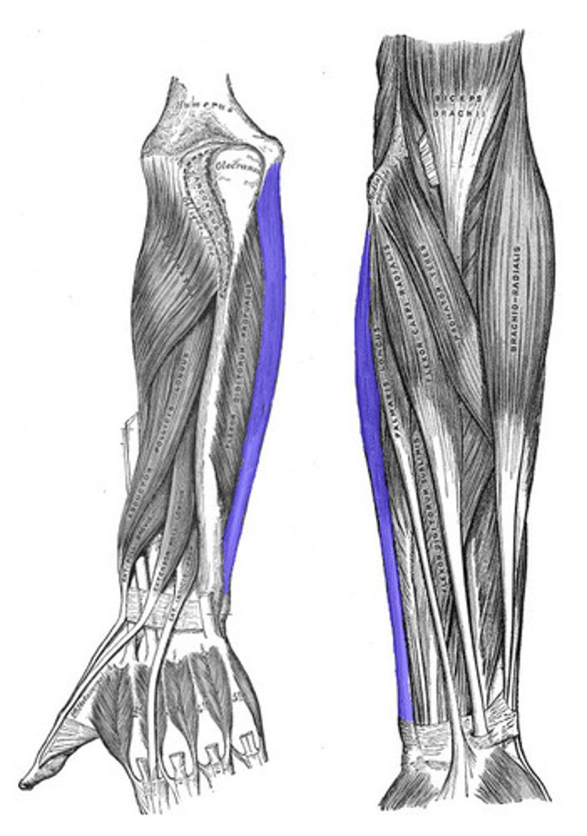 <p>Flexes and adducts wrist</p><p>O: medial epicondyle of humerus</p><p>I: metacarpals</p>