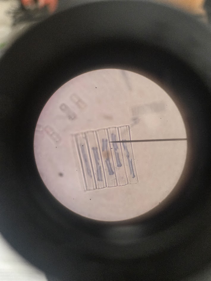 <ol><li><p>is this a protist or a bacteria?</p></li><li><p>what phylum?</p></li><li><p>what is the shell made of?</p></li></ol><p></p>