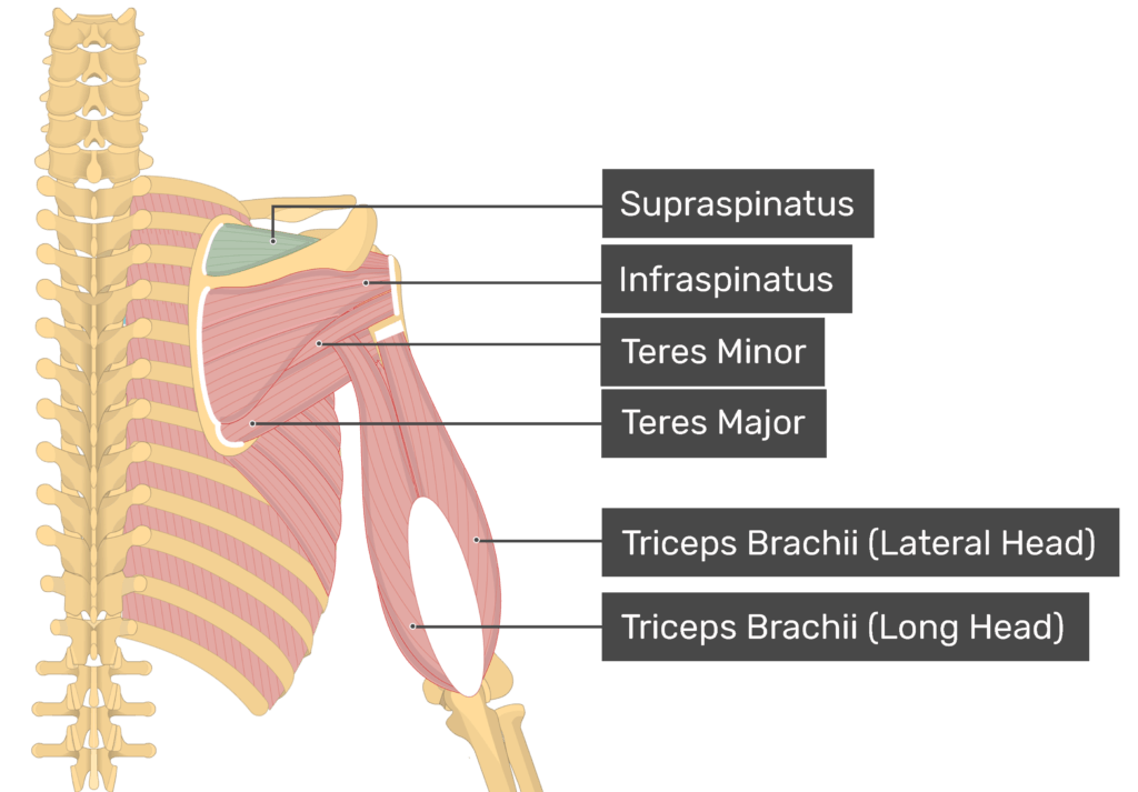 <p>The supraspinatus does…(action)</p>