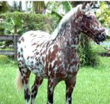 <p>16 hands<br><br>Many colors or blanket or leopard<br><br>Region covering parts of Washington and Idaho<br><br>Coat Pattern,Mottled skin, White Sclera, and Striped hooves are needed for registry.<br><br>Has 7 coats</p>