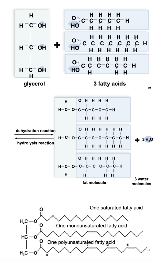 <ul><li><p>a glycerol molecule and 3 fatty acid tails when combined, become a fat molecule called <strong>BLANK</strong>, a non polar molecule.</p></li></ul><p></p>