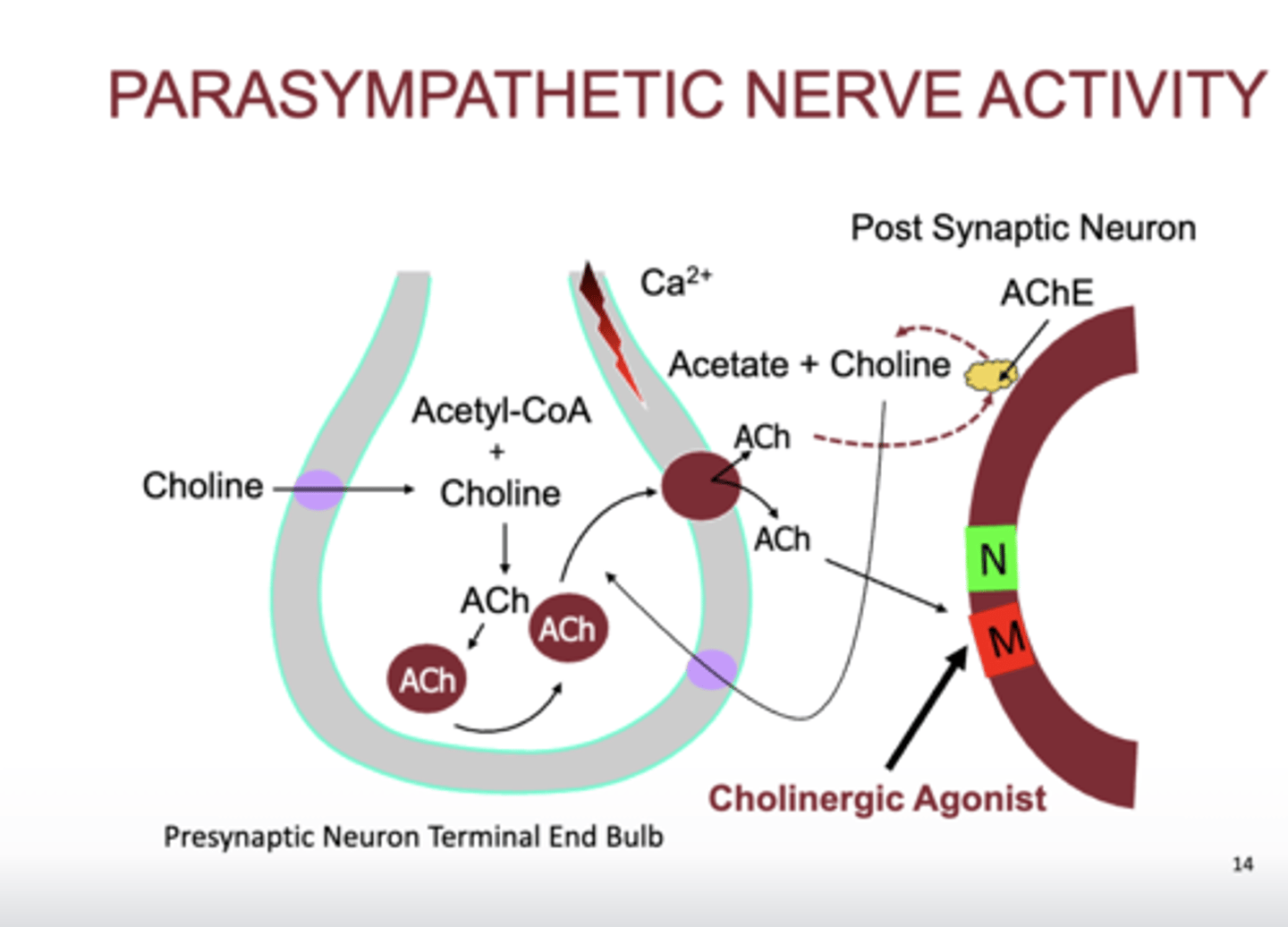 <p>-cholinergic agonist cause parasympathetic activity</p><p>- these only bind to the MUSCARINIC RECEPTORS not nicotinic, no skeletal muscles are affected</p>
