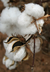 <p>For much of the eighteenth century, well-made and inexpensive cotton textiles from India flooded Western markets; the competition stimulated the British textile industry to industrialize, which led to the eventual destruction of the Indian textile market both in Europe and in India.</p>