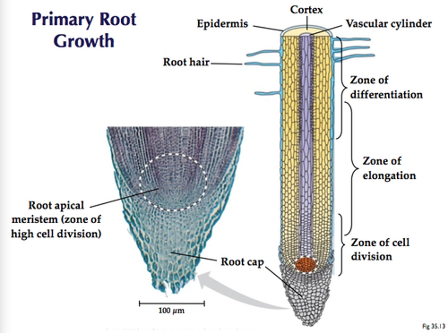 <p>primary growth</p>