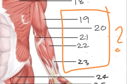 <p>What is No. 19-23?</p>