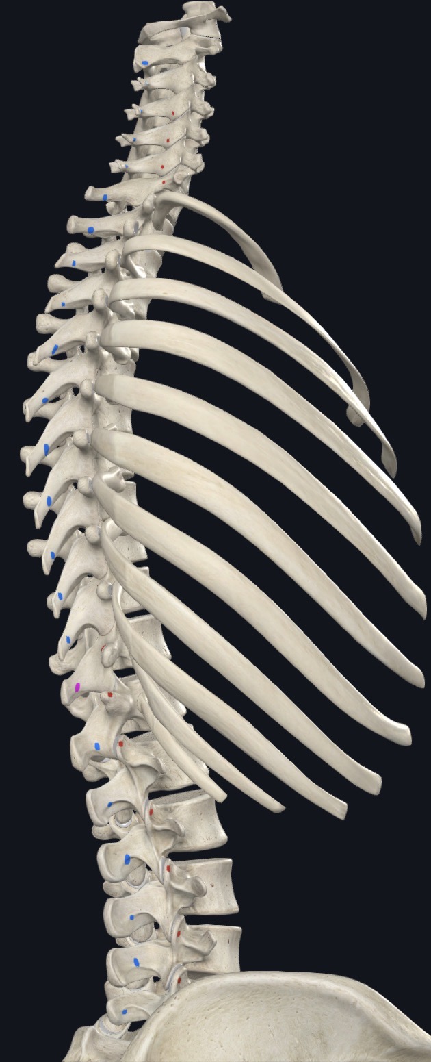 <p>Fibers run superomedially to SPs 2-4 segments above, Deep fibers connect adjacent vertebrae</p>