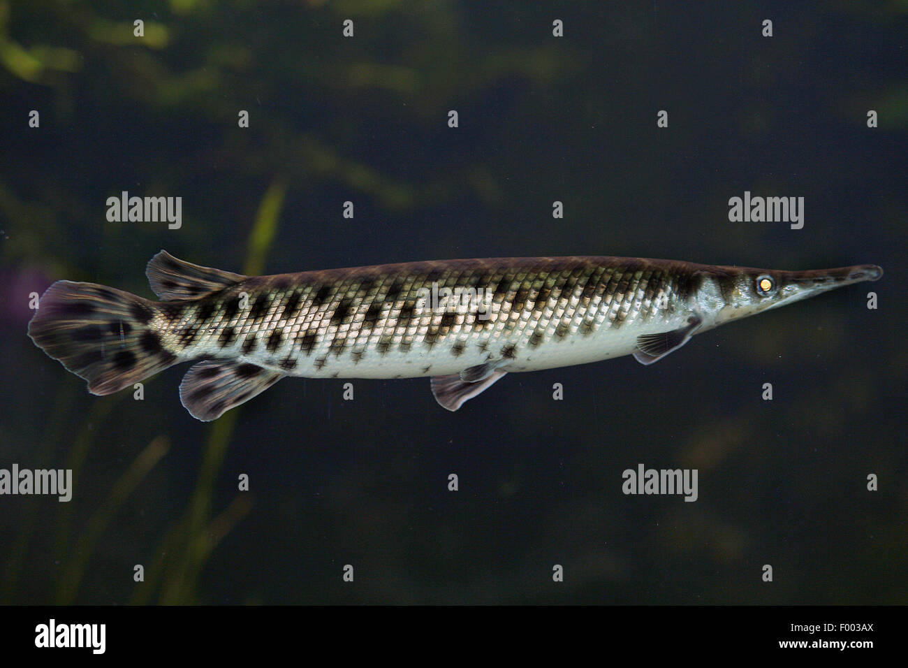 <p>covered in dark spots; ganoid scales</p>