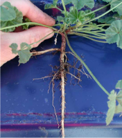 <p>type of root system?</p>