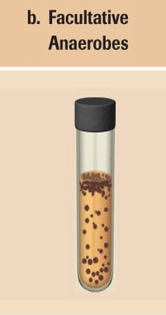 <p>mostly at the top but some scattered throughout</p>