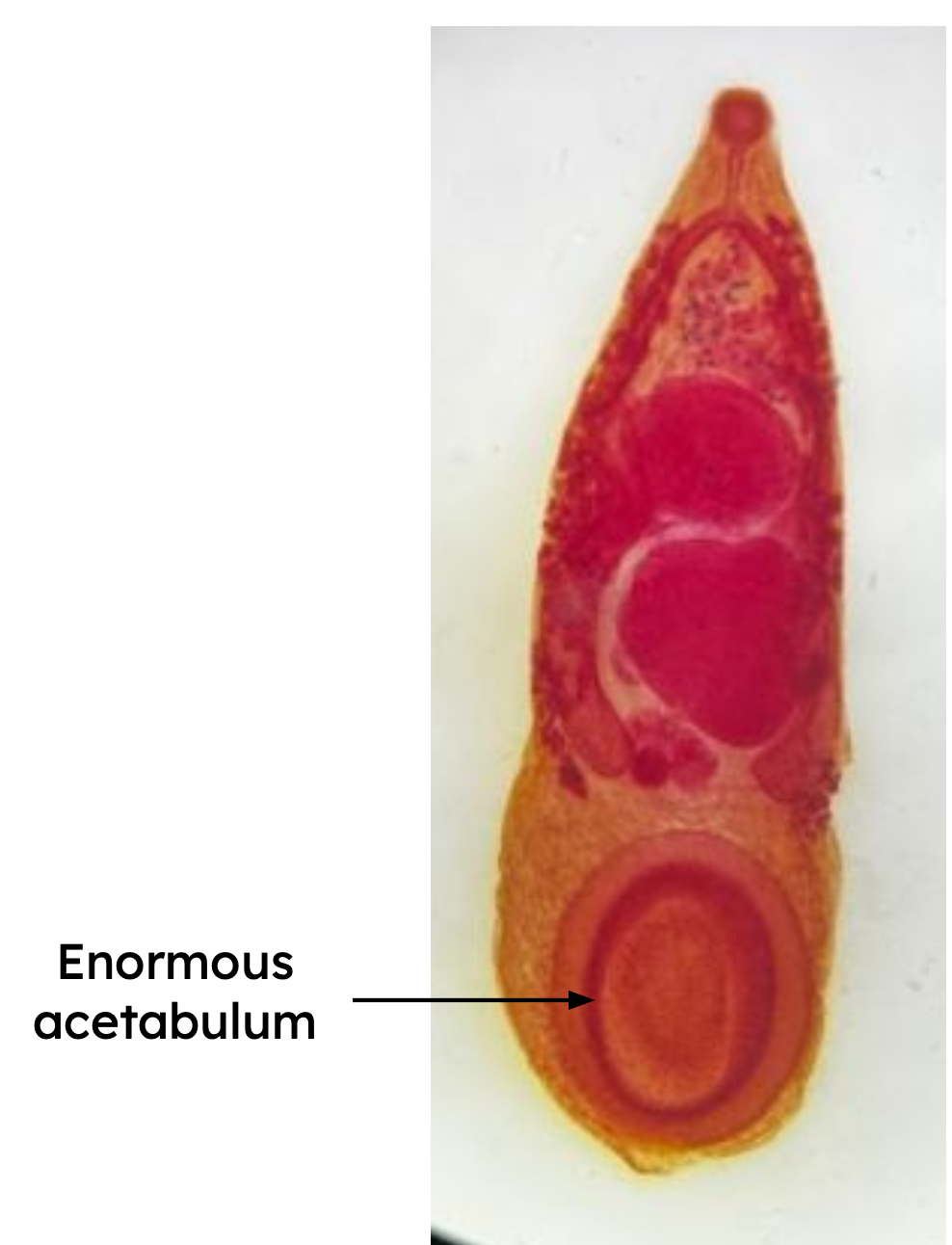 <p>Identification:</p><p>Common name:</p><p>Organ loc: <strong>Bile duct and Liver</strong></p><p>Intermediate Host:</p><p>Definitive Host:</p><p>Family:</p>