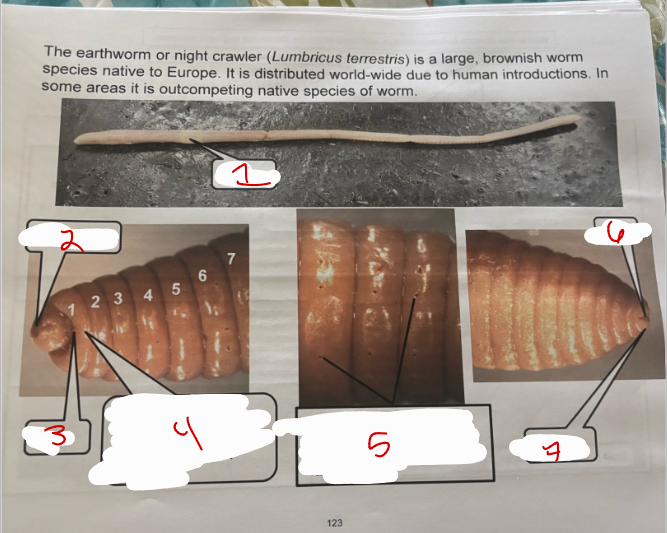 <p>Lumbricus Terrestris</p>