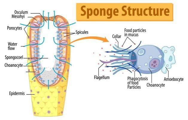 <p>LABEL; ostia (pores where water is drawn in through), spongocoel (cavity within sponge), osculum (opening that water exits through), choanocytes/collar cells (filter feeding cells that line the interior of the sponge w flagella, resemble choanoflagellates), amoebocytes (move around mesohyl by amoeboid movement to collect food, secrete calcium carbonate, and silicon dioxide spicules), spicules (spikes structure that forms the skeleton)</p>