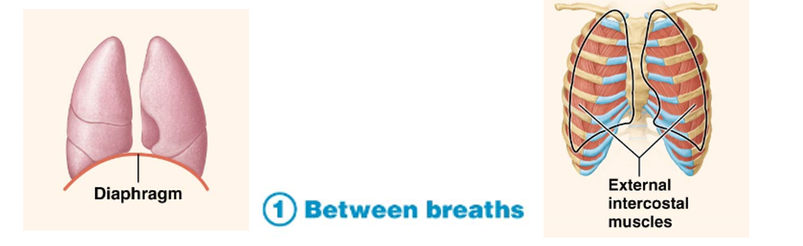 <p>The lungs rely on these muscles to change their volume during ventilation.</p><ul><li><p>Diaphragm - the main type of this muscle in humans</p><ul><li><p>Controlled by the phrenic nerves, starts at birth</p></li><li><p>Sits under both lungs </p></li></ul></li><li><p>External Intercostals</p><ul><li><p>Controlled by the intercostal nerves</p></li></ul></li></ul><p></p>