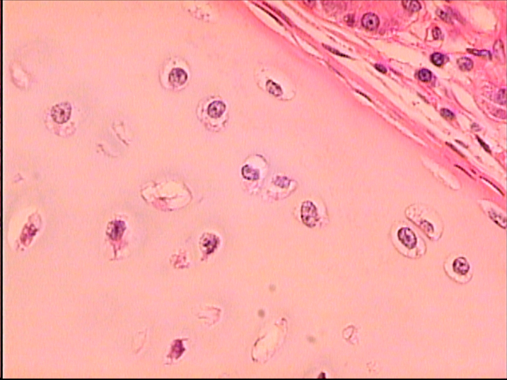 <p>name tissue </p>