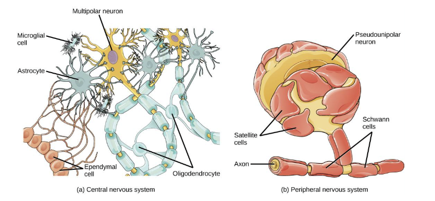 <ul><li><p><span style="background-color: transparent;">Support, protect and nourish neurons</span></p></li><li><p><span style="background-color: transparent;">Outnumber neurons (10 to 1) in the brain</span></p></li><li><p><span style="background-color: transparent;">Fulfill many vital functions</span></p></li><li><p><span style="background-color: transparent;">Most brain tumors caused by mutations in glia</span></p></li></ul><p></p>