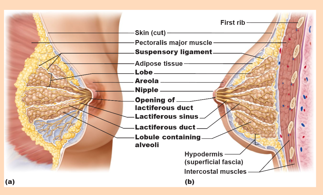 <p>Alveoli to lactiferous ducts to lactiferous sinuses to the nipple</p>