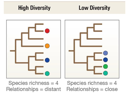 <p>Evolutionary distinctiveness. Measures branch lengths in a phylogeny.</p>