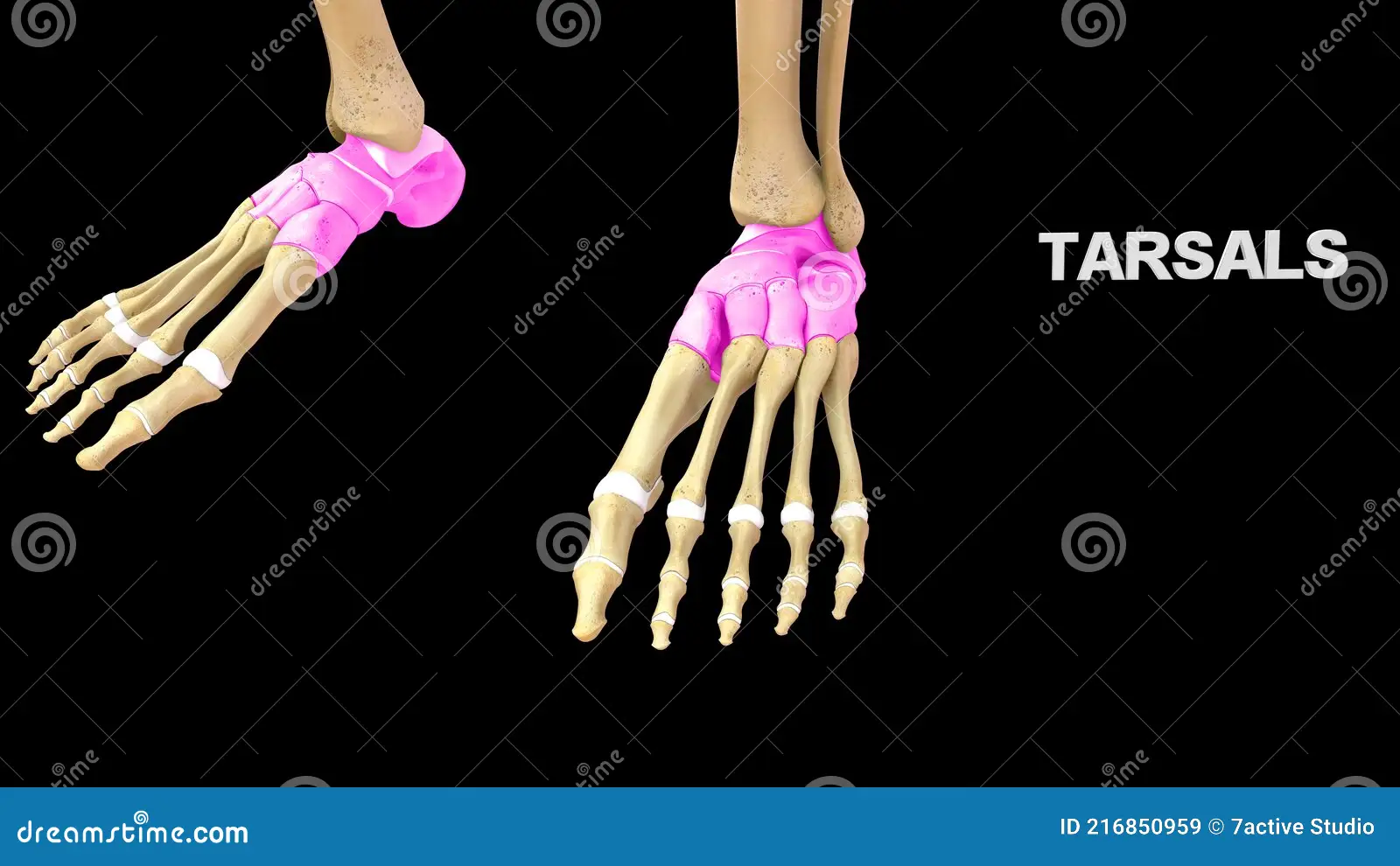 <p>Ankle</p>