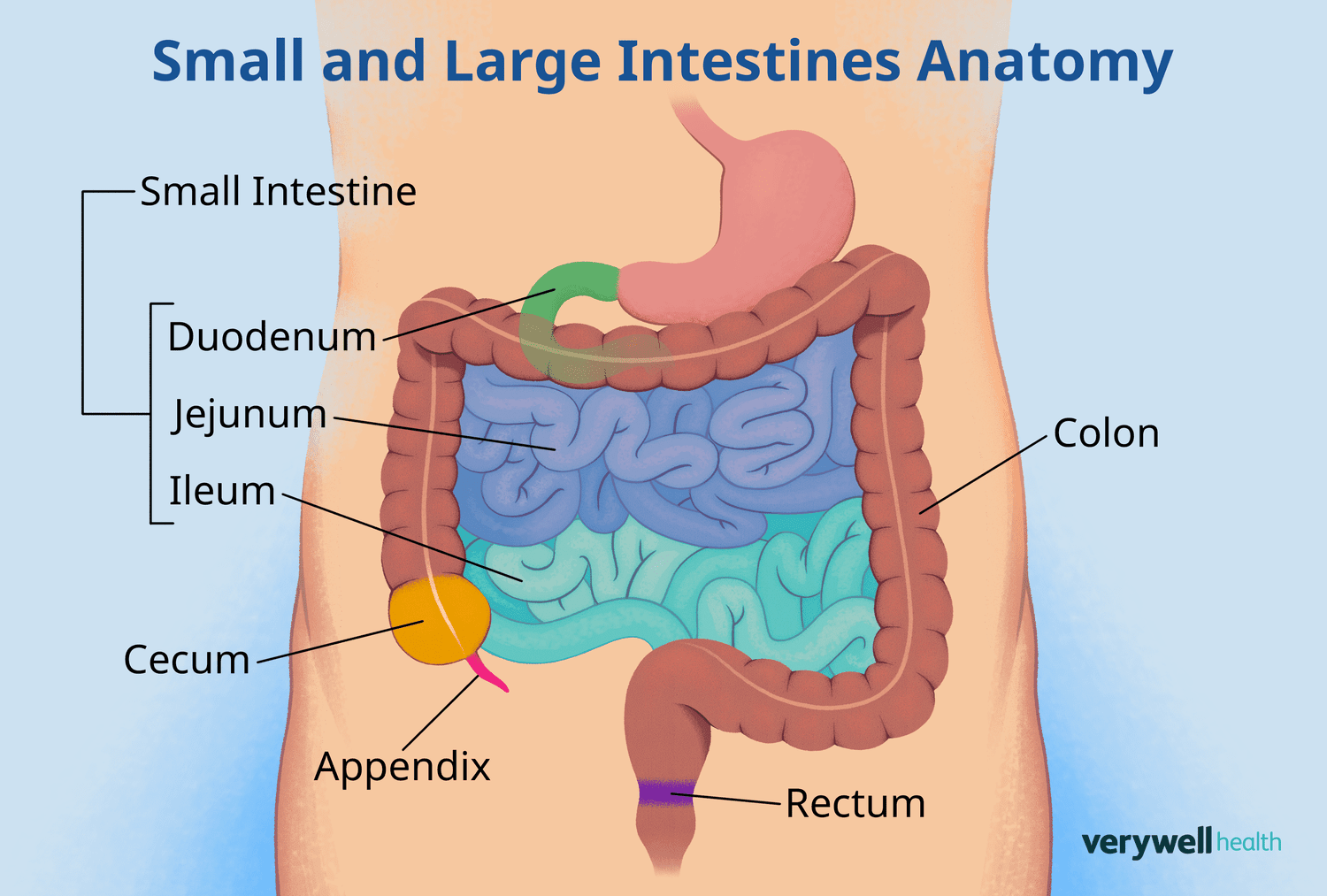 <p>The pouch-like beginning of the large intestine, located at the junction of the ileum and the colon. It plays a role in absorbing fluids and salts that remain after intestinal digestion and is connected to the appendix. </p>