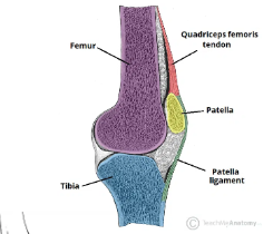 <ul><li><p><span style="background-color: transparent;">medial &amp; lateral condyles of the femur&nbsp;</span></p></li><li><p><span style="background-color: transparent;">tibial plateau.</span></p></li></ul><p></p>