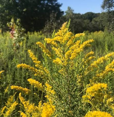 <p>goldenrod</p>