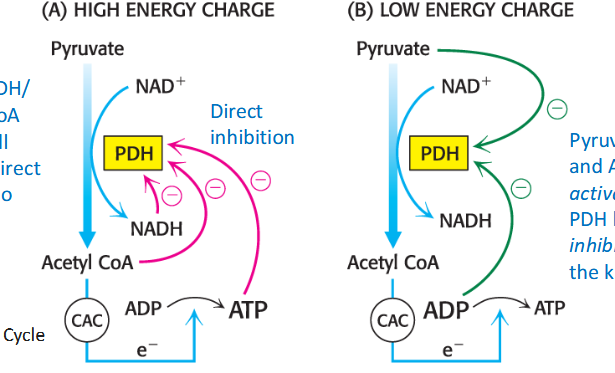 <p>regulated by phosphorylation; relates to cellular energy charge</p><p>E1 is phosphorylated by KDH kinase/ dephosphorylated by the phosphatase</p><p>Kinase is activated by NADH, acetyl-CoA, ATP to block PDH function; NAD+/CoA/ADP inhibit kinase</p>