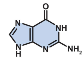 <p><br>what DNA base is this?</p><p>where does it H bond from?</p><p>what type of base is it?</p>