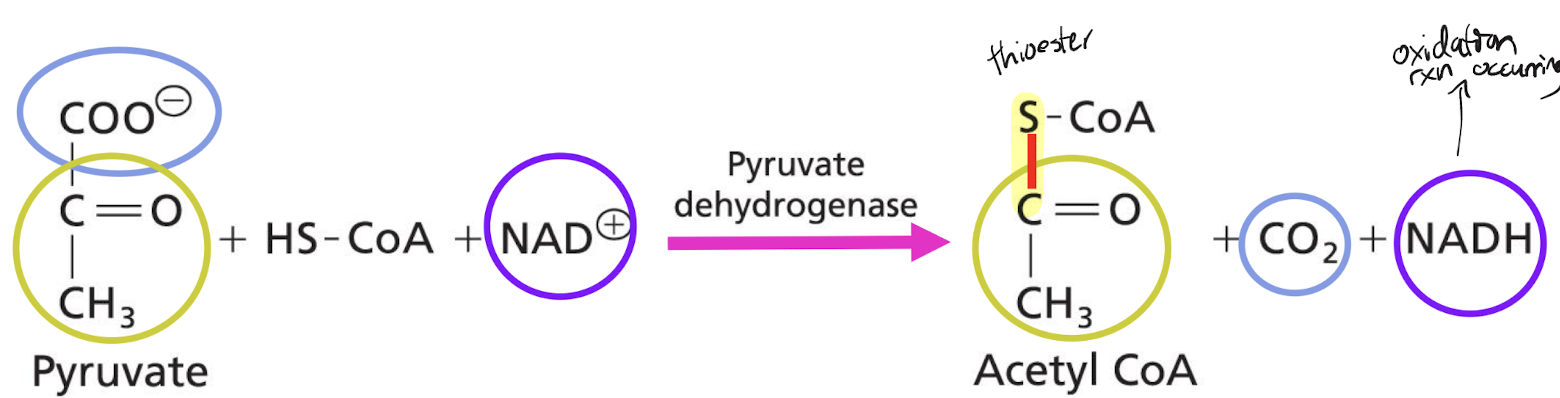 <ol><li><p>Decarboxylation: an enzyme of the PDC removes the carboxyl group off of pyruvate, giving CO<sub>2</sub> as a product and leaving an acetate group</p></li><li><p>Oxidation: as the carboxyl leaves pyruvate, the molecule becomes oxidized and donates its electrons to NAD+, forming NADH</p></li><li><p>Transacetylation: the acetate forms a thioester bond with coenzyme A, generating acetyl CoA as a high energy intermediate</p></li></ol><p></p><p>5 cofactors including CoA for transacetlyation and NAD+ for oxidation</p>