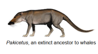 <p>Marine fishes -> land mammals -> marine mammals</p><p>An evolutionary reversal:</p><p>the first “whale” was a land</p><p>mammal</p><p>What living mammal are</p><p>cetaceans most closely</p><p>related to? hippo</p><p>Cetaceans: whales and dolphins</p><p>Two major groups:</p><p>1.Toothed whales (Odontocetes)</p><p>2.Baleen whales (Mysticetes)</p><p>Cetaceans</p><p>*Dolphins are toothed whales</p>